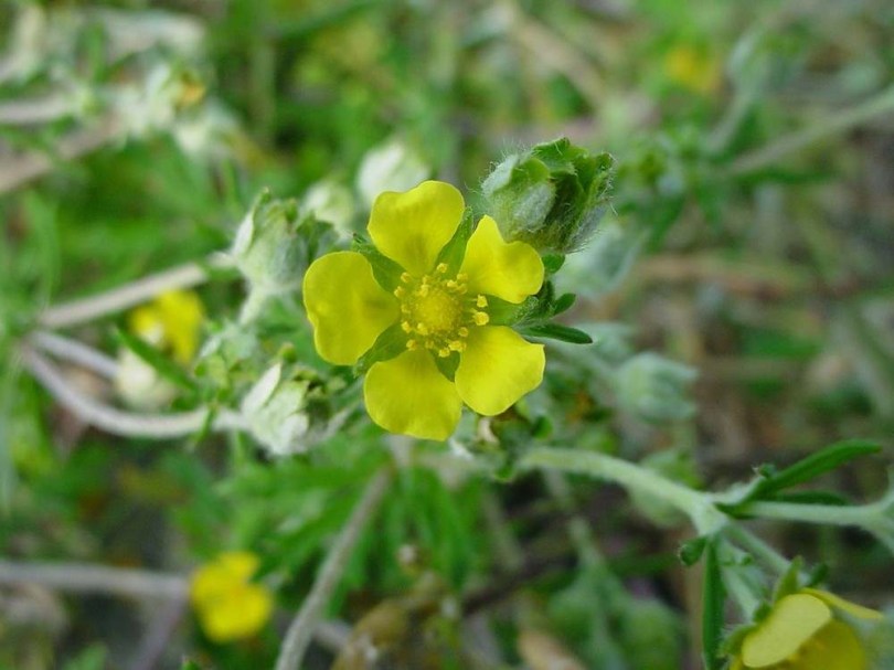 Ezüst pimpó - Potentilla argentea, Potentilla argentea, etnobotanika